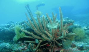 pasito blanco natural reef gran canaria